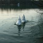 Schwanensee, oder: das "Bürzel-Ballett"