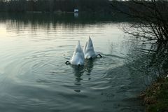 Schwanensee, oder: das "Bürzel-Ballett"