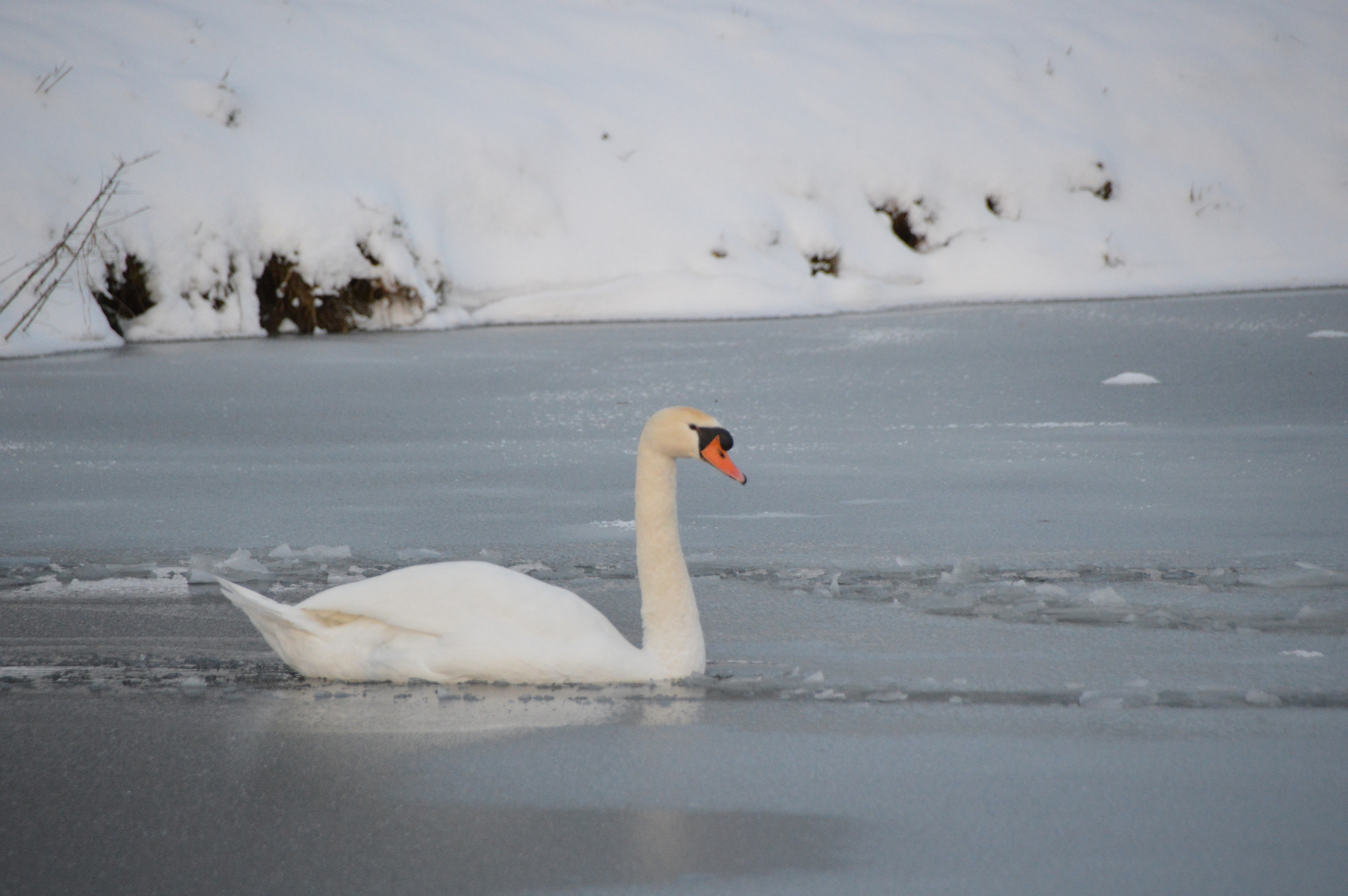 Schwanensee, oder einfach Schwan im Eissee?