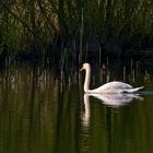 Schwanensee, Seeschwan oder so