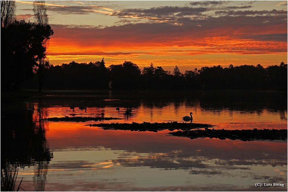 Schwanensee Wörlitz