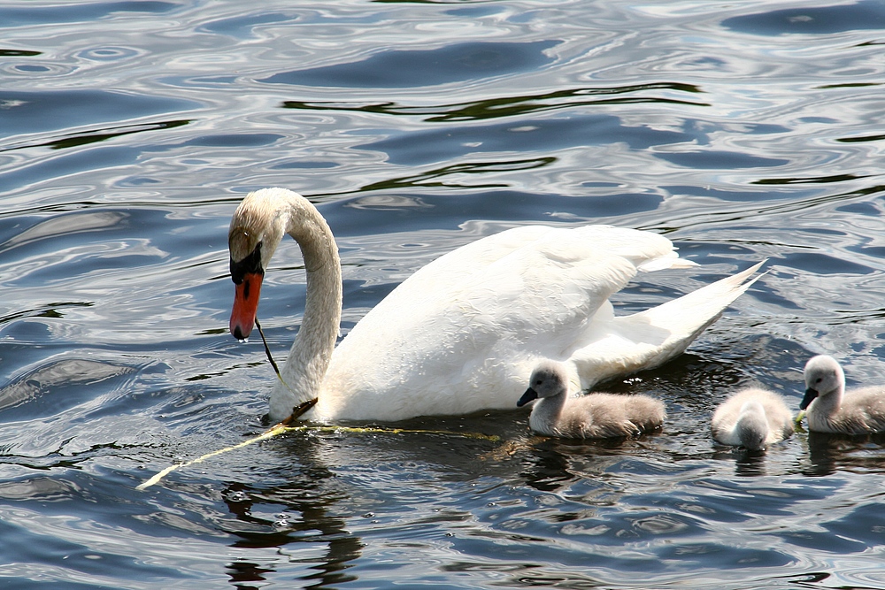 Schwanensee zum Muttertag