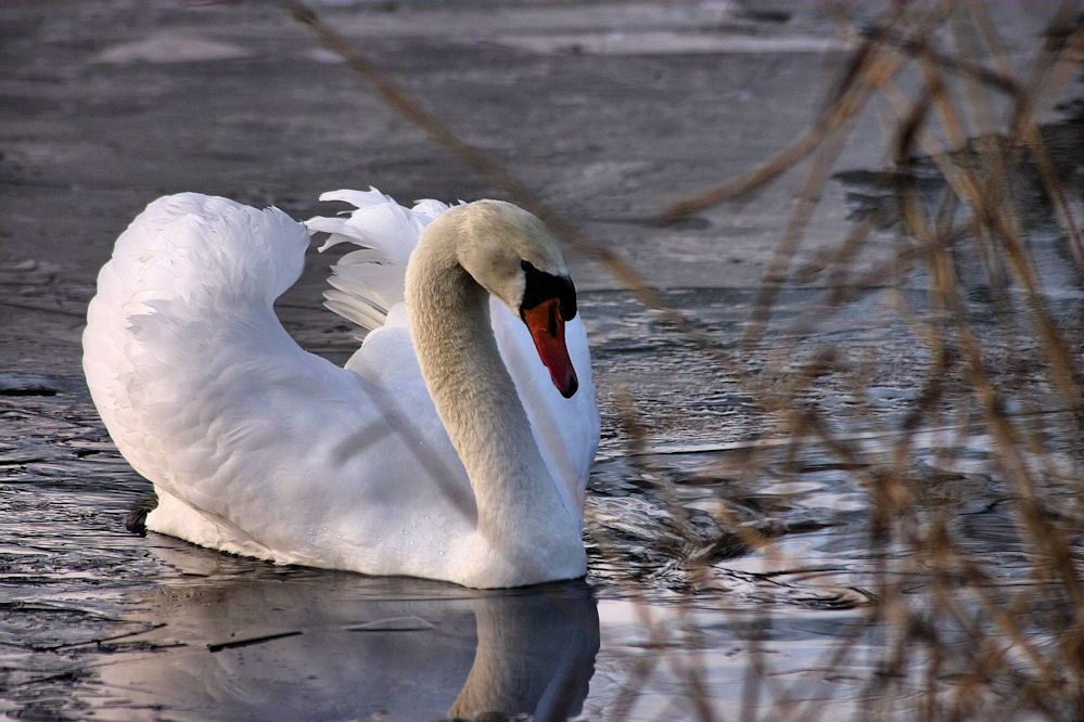 Schwanensee...........frozen