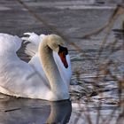 Schwanensee...........frozen