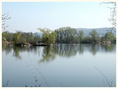 Schwanensee.Jedes Paar sucht sich einen Nistplatz.