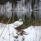 Schwanensee,Ostallgäu