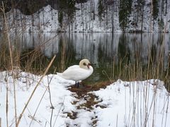 Schwanensee,Ostallgäu