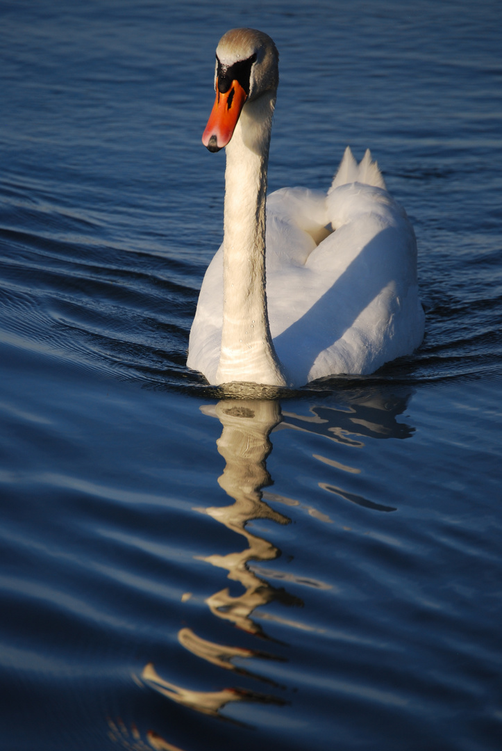 Schwanensommer...4...