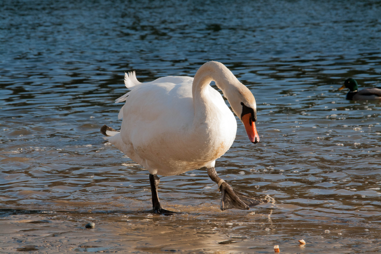 Schwanenspaziergang