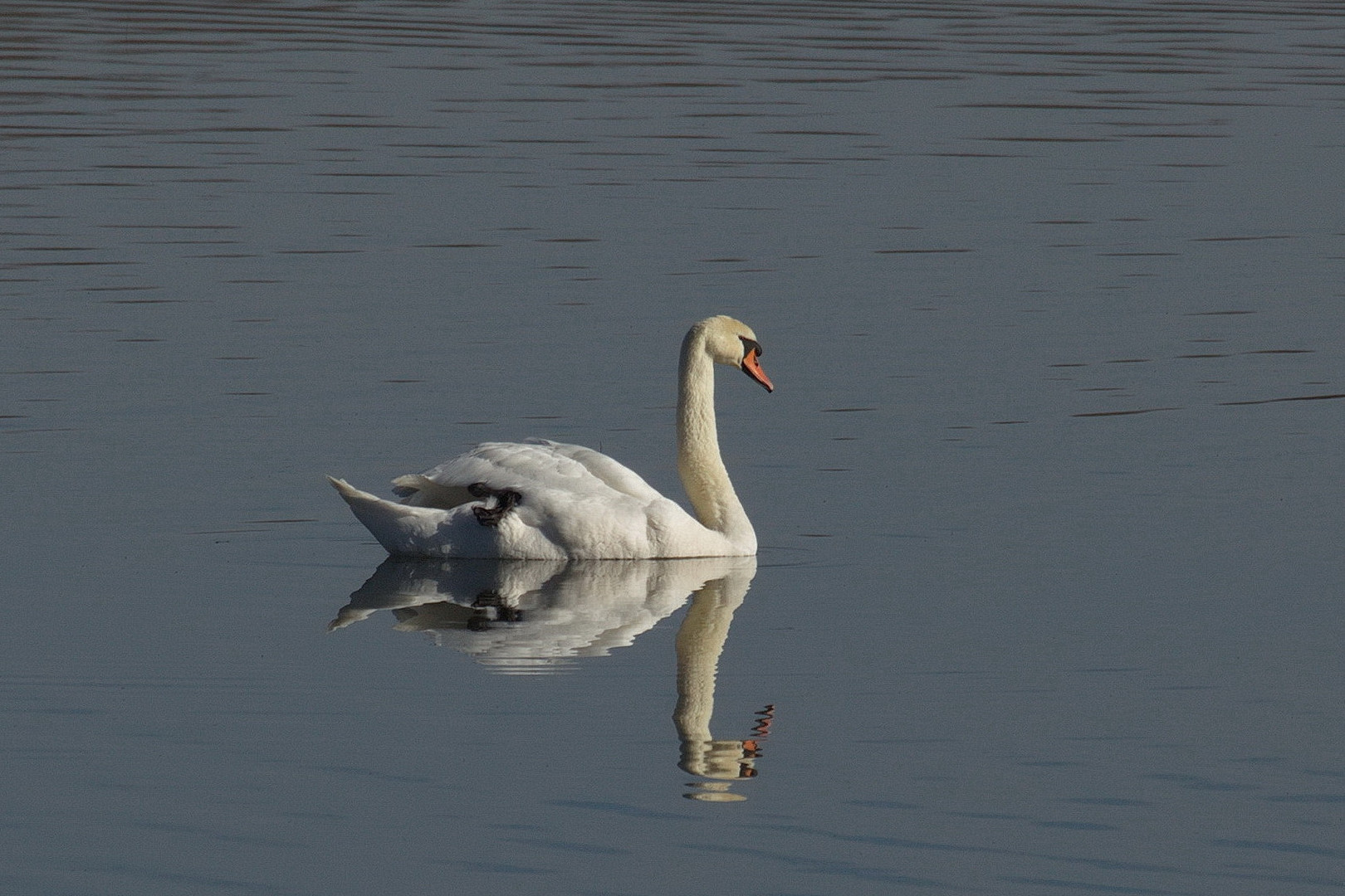 Schwanenspiegelung