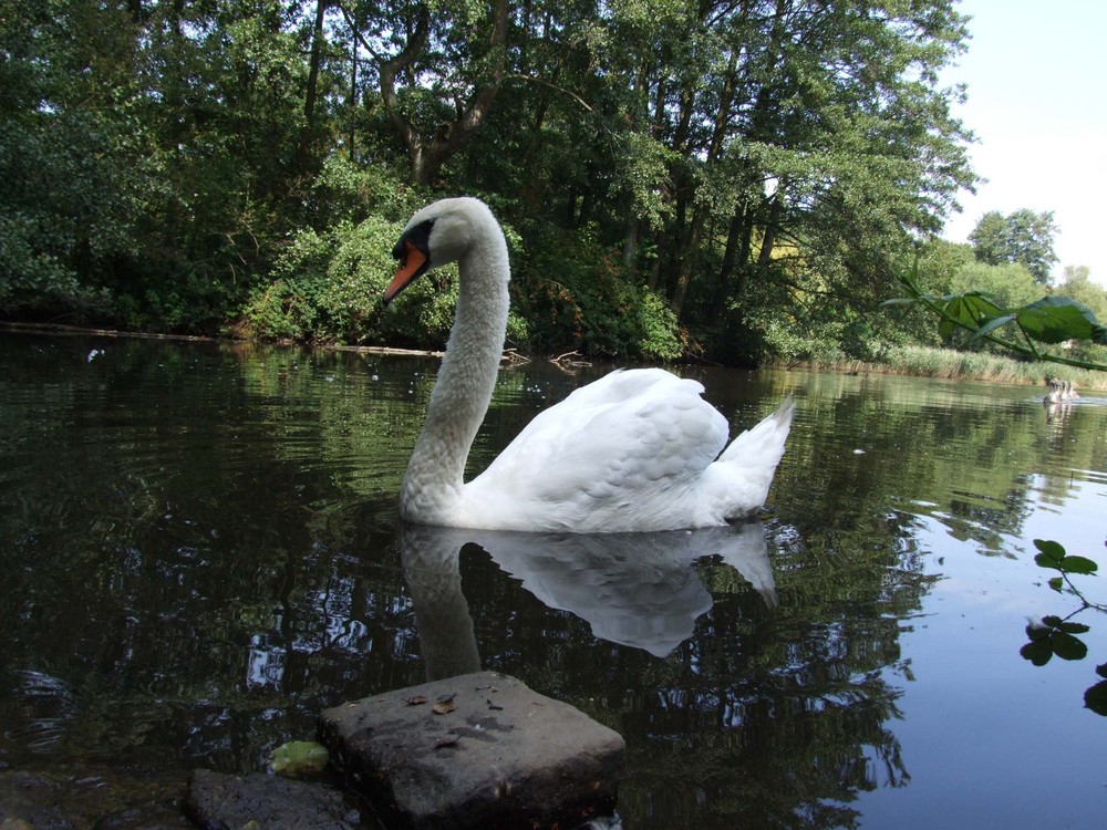 Schwanenstolz