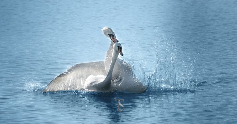 Schwanentanz