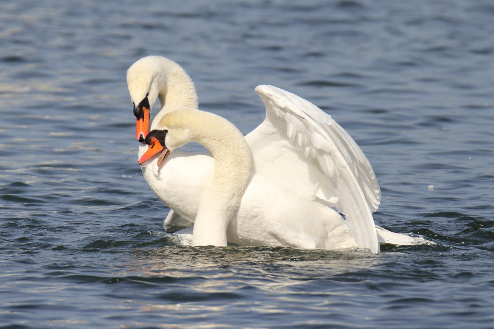 SCHWANENTANZ Foto & Bild tiere, wildlife, wild lebende vögel Bilder