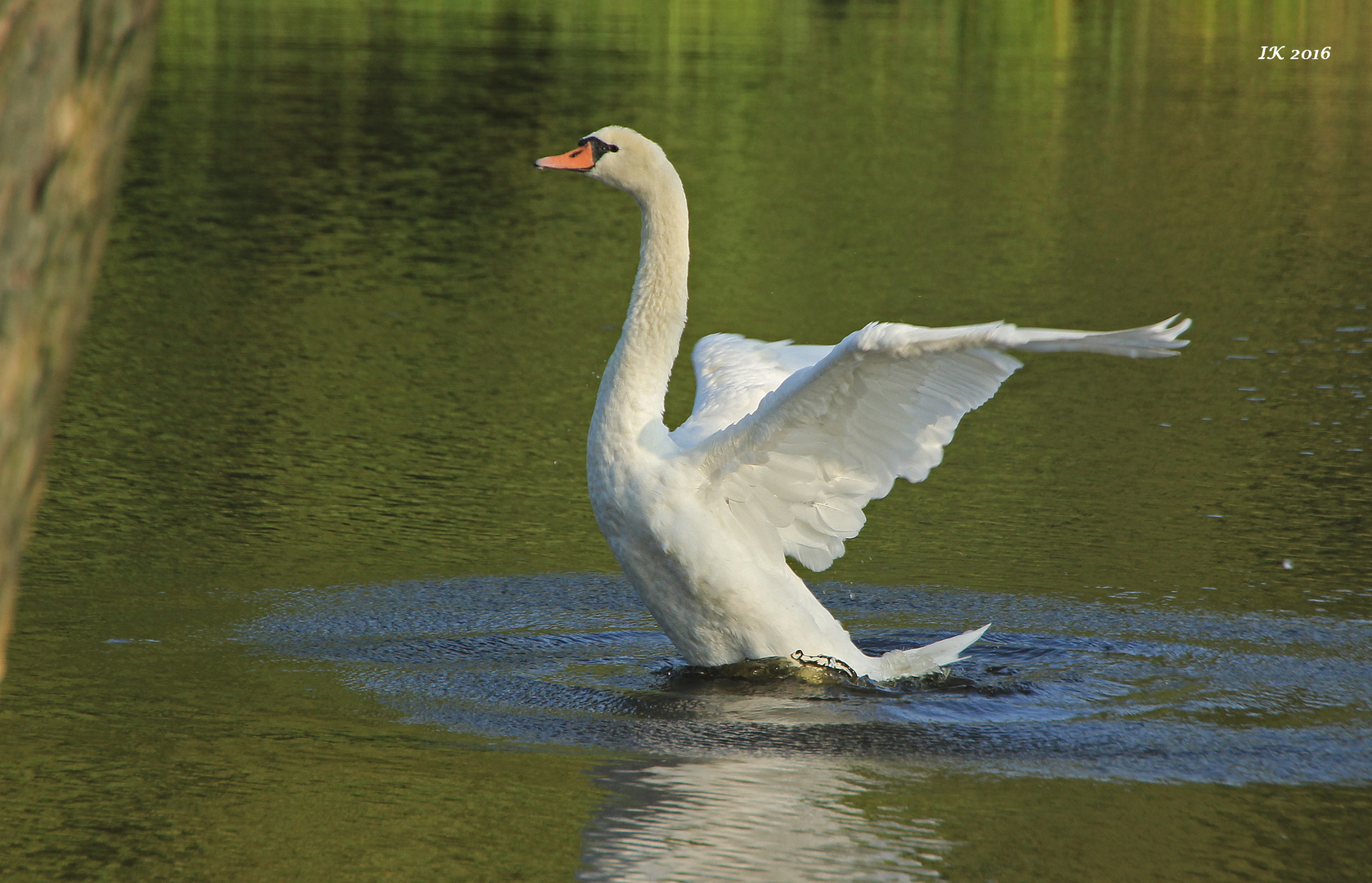 Schwanentanz Foto & Bild schwäne, natur, tiere Bilder auf