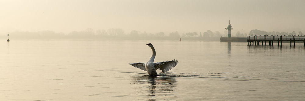 Schwanentanz in der Ostsee...