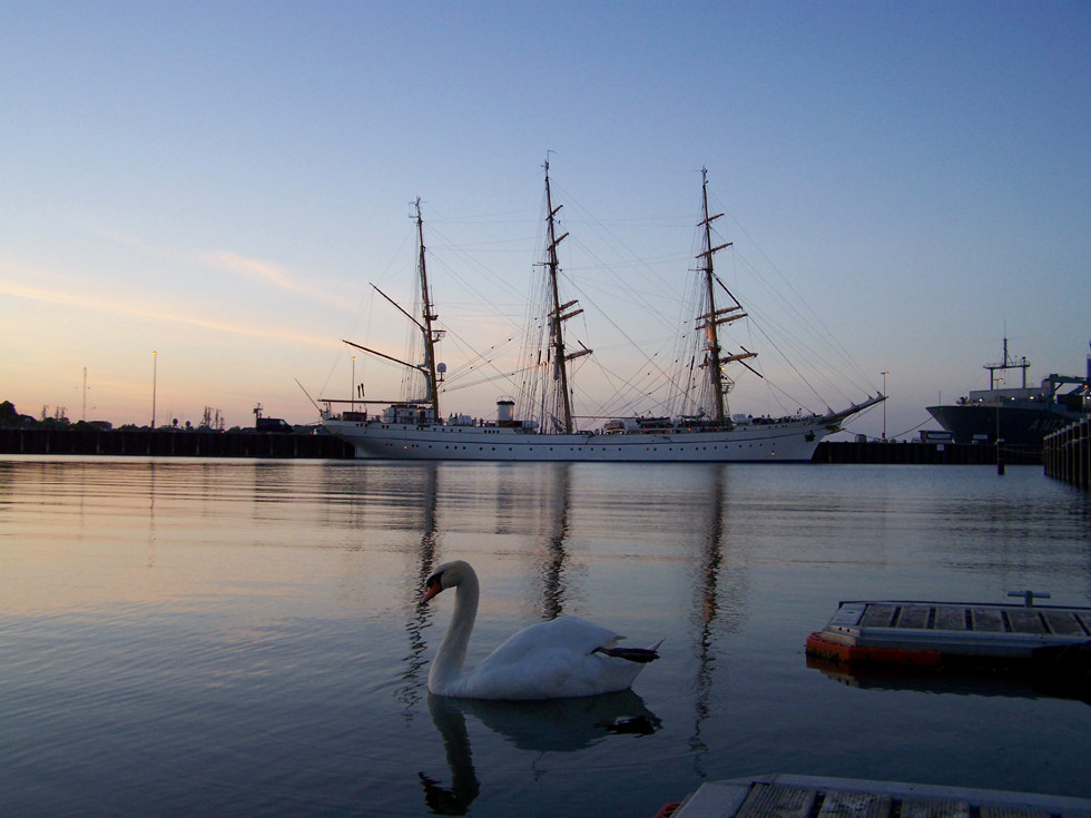 Schwanentanz vor der Gorch Fock