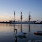 Schwanentanz vor der Gorch Fock