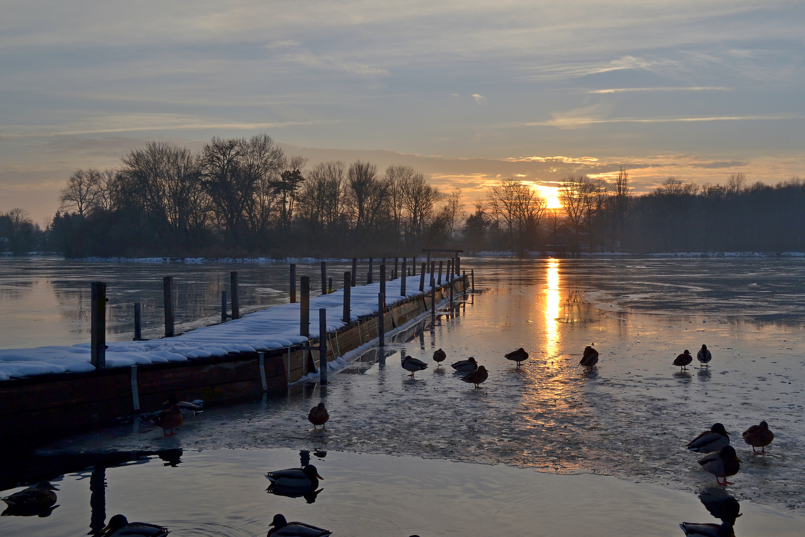 Schwanenteich 2014