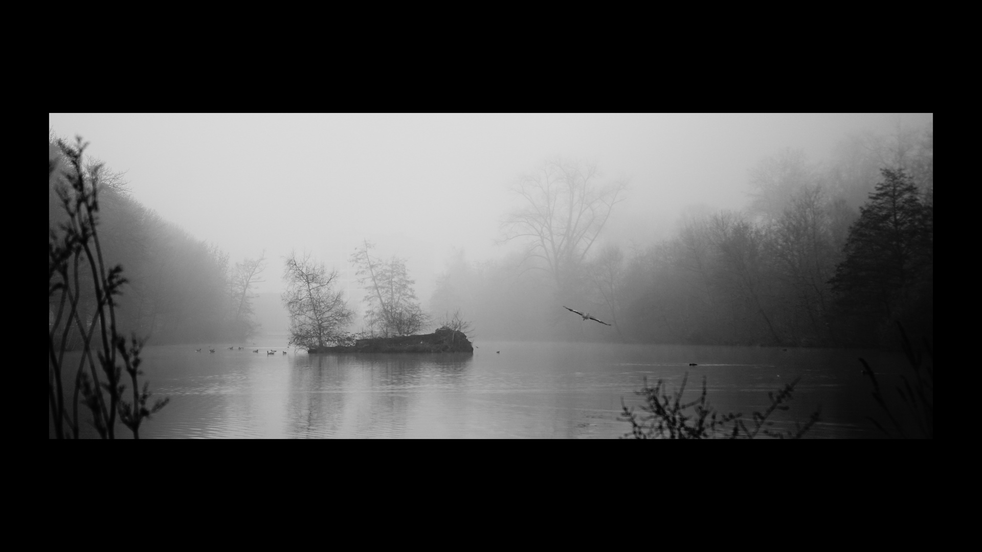 Schwanenteich Gießen im Nebel