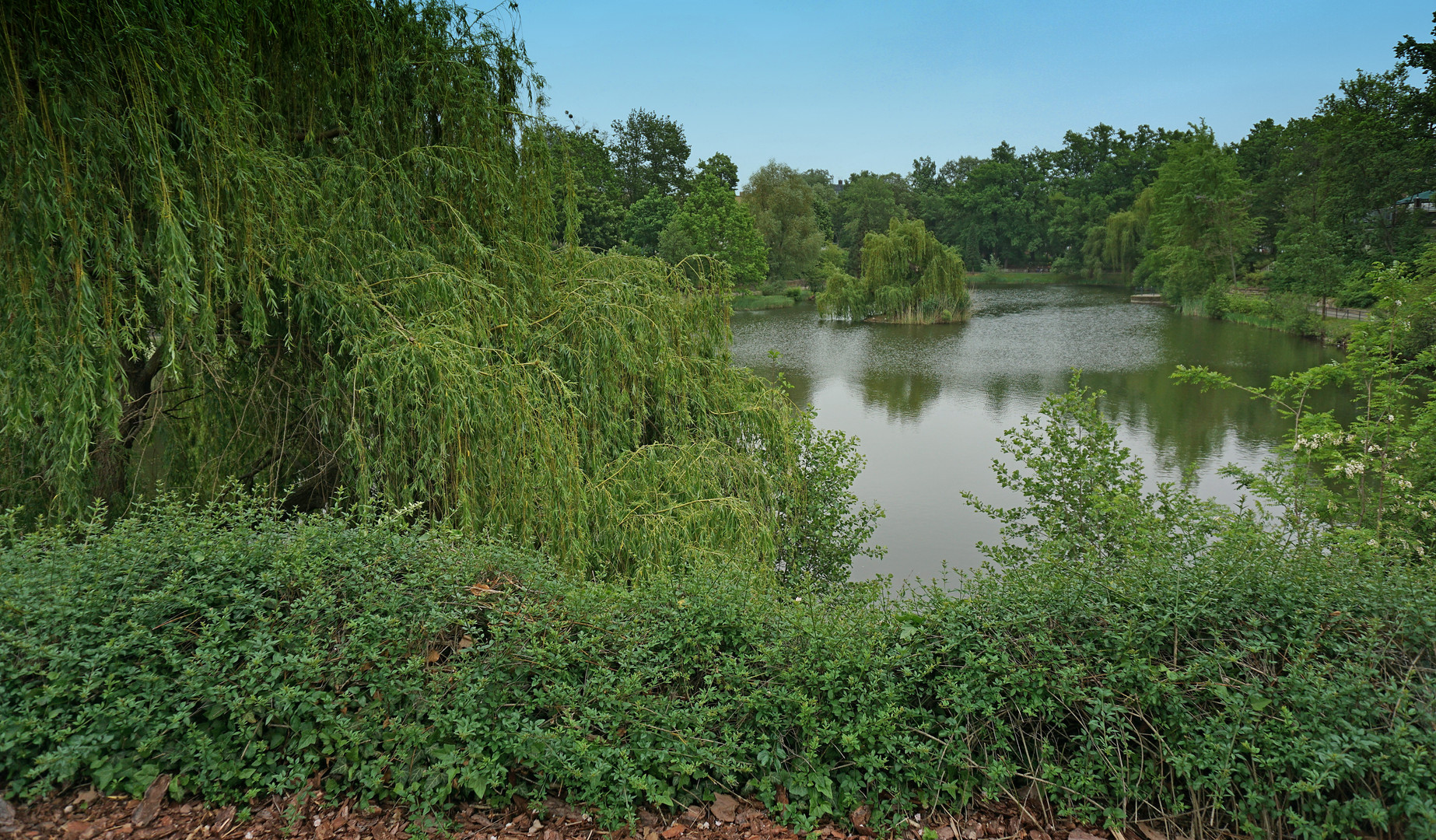 Schwanenteich in Wittenberg