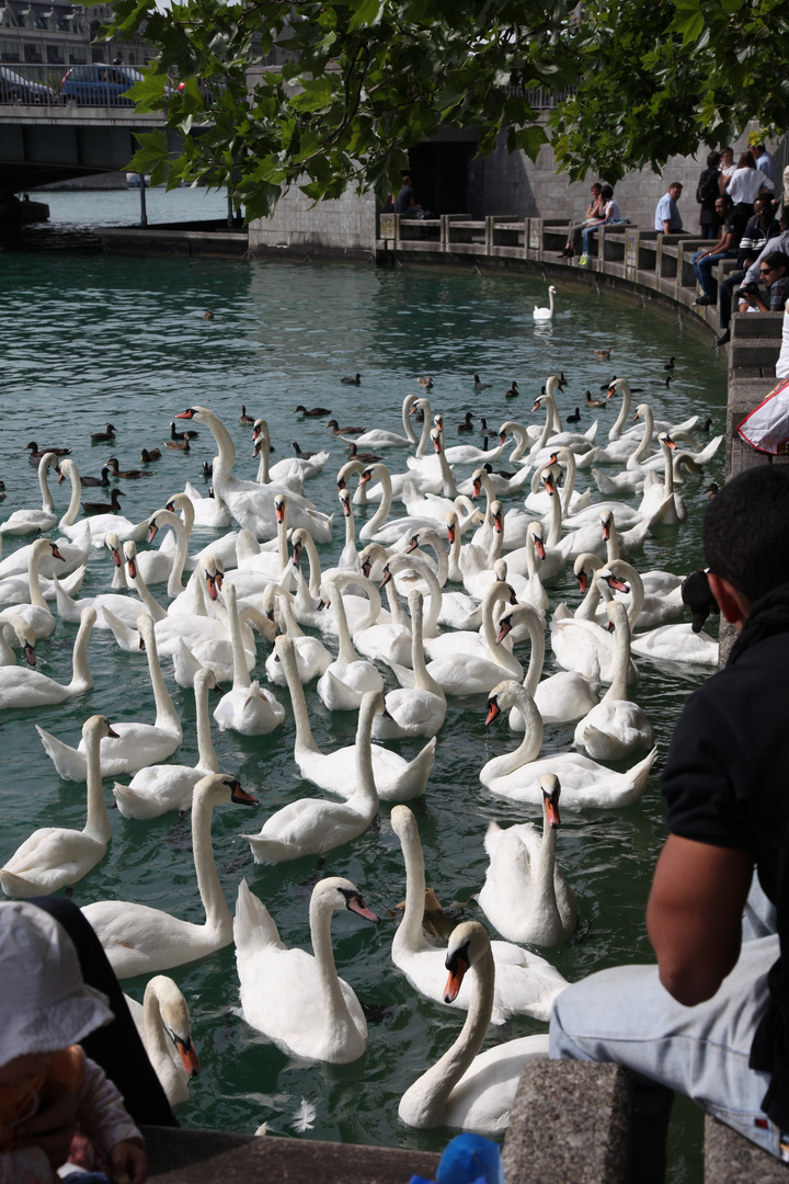 Schwanentreff im Zürichsee