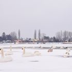 Schwanentreffen auf der Alten Donau