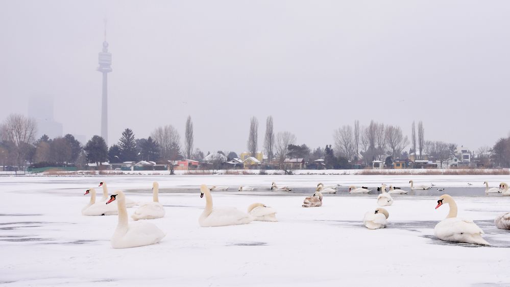 Schwanentreffen auf der Alten Donau