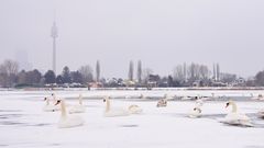 Schwanentreffen auf der Alten Donau