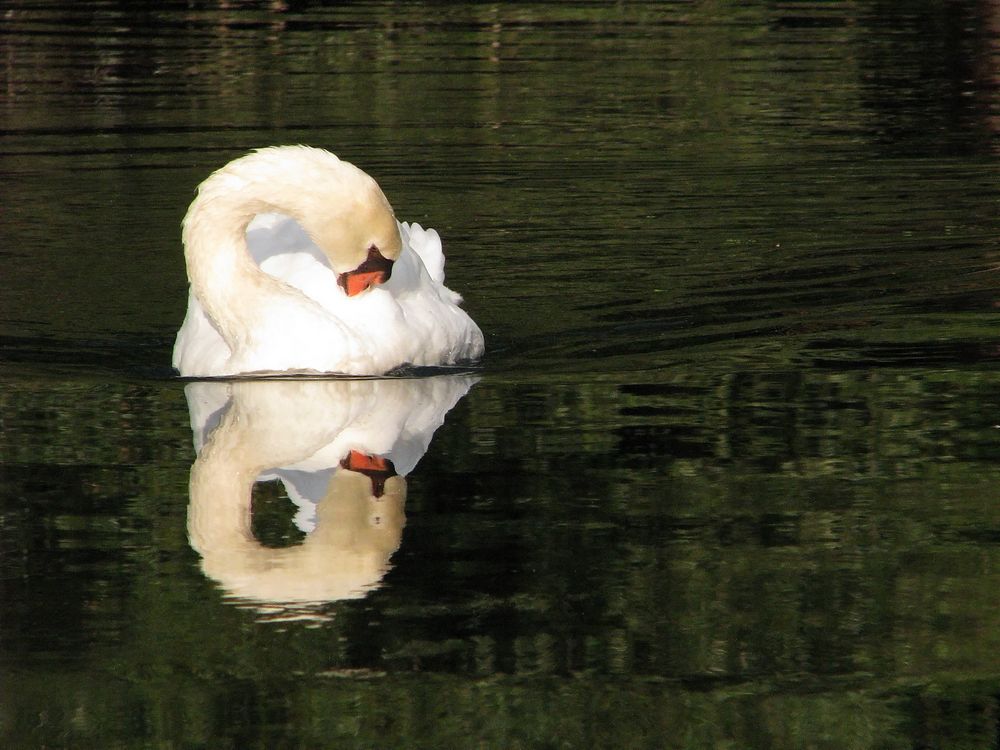 Schwanenwäsche