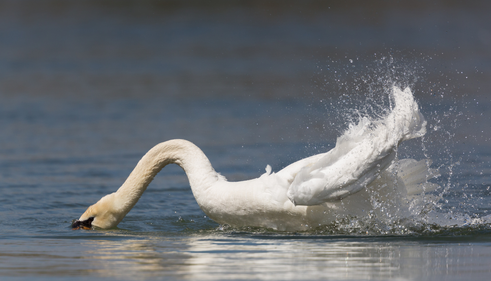 Schwanenwäsche Foto & Bild | tiere, wildlife, wild lebende vögel Bilder