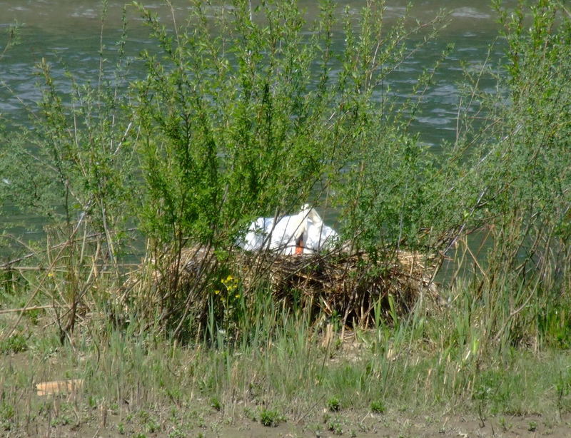 Schwanenweibchen beim Brüten