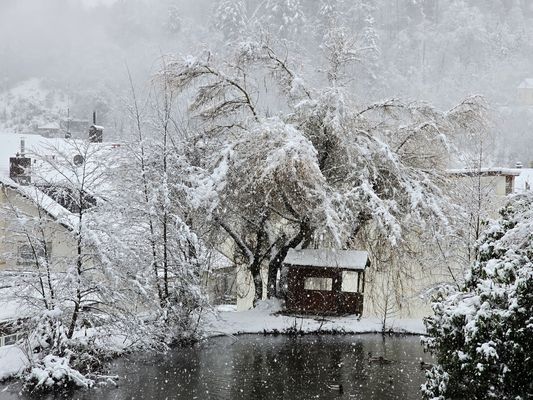 Schwanenweiher in Zell im Wiesental