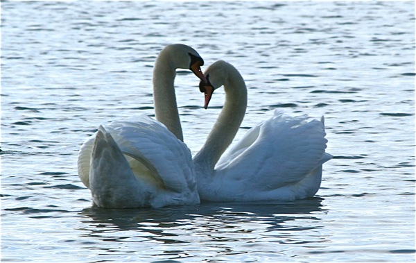 Schwanenzauber am lindauer Ufer