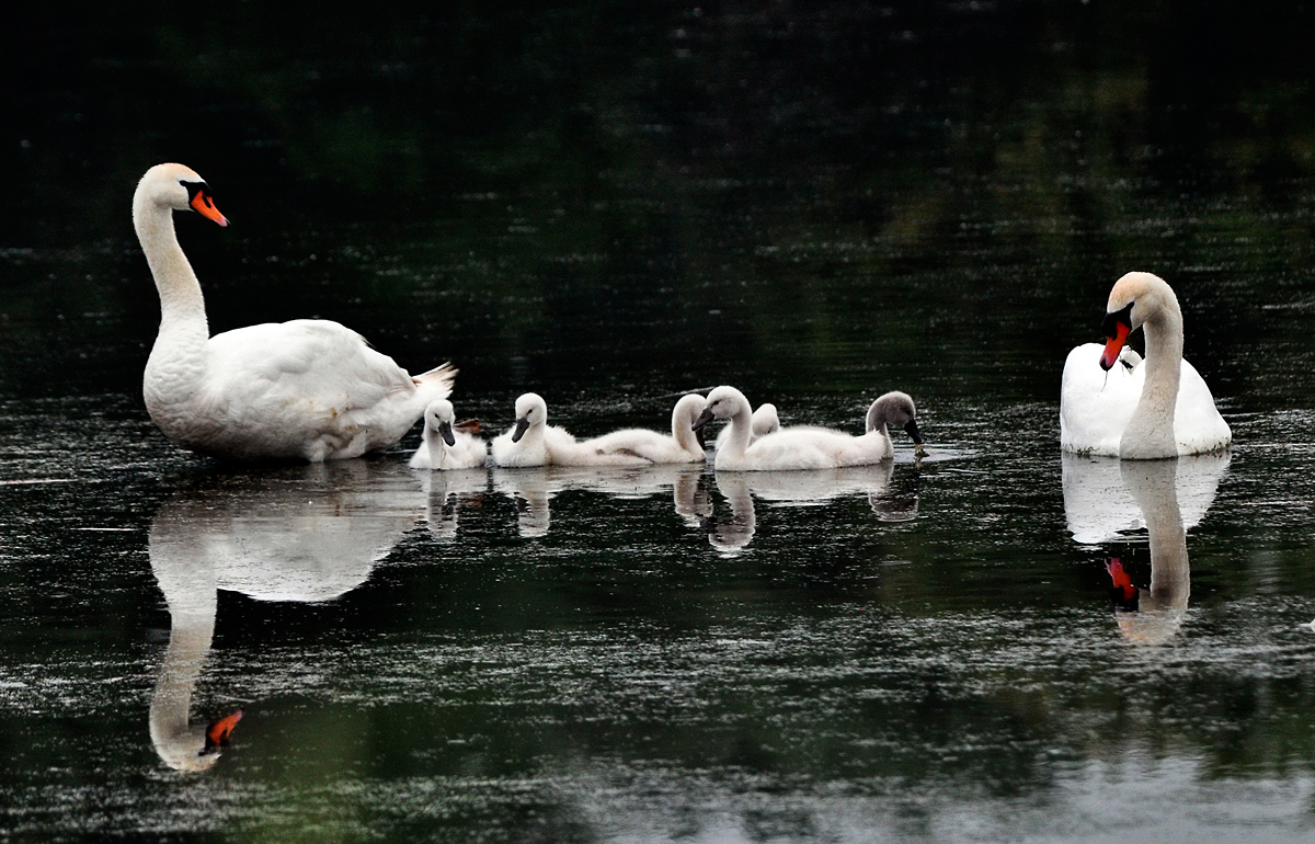 Schwanfamilie