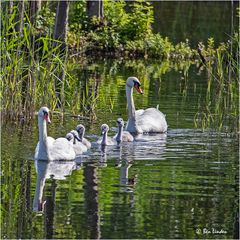 Schwanfamilie