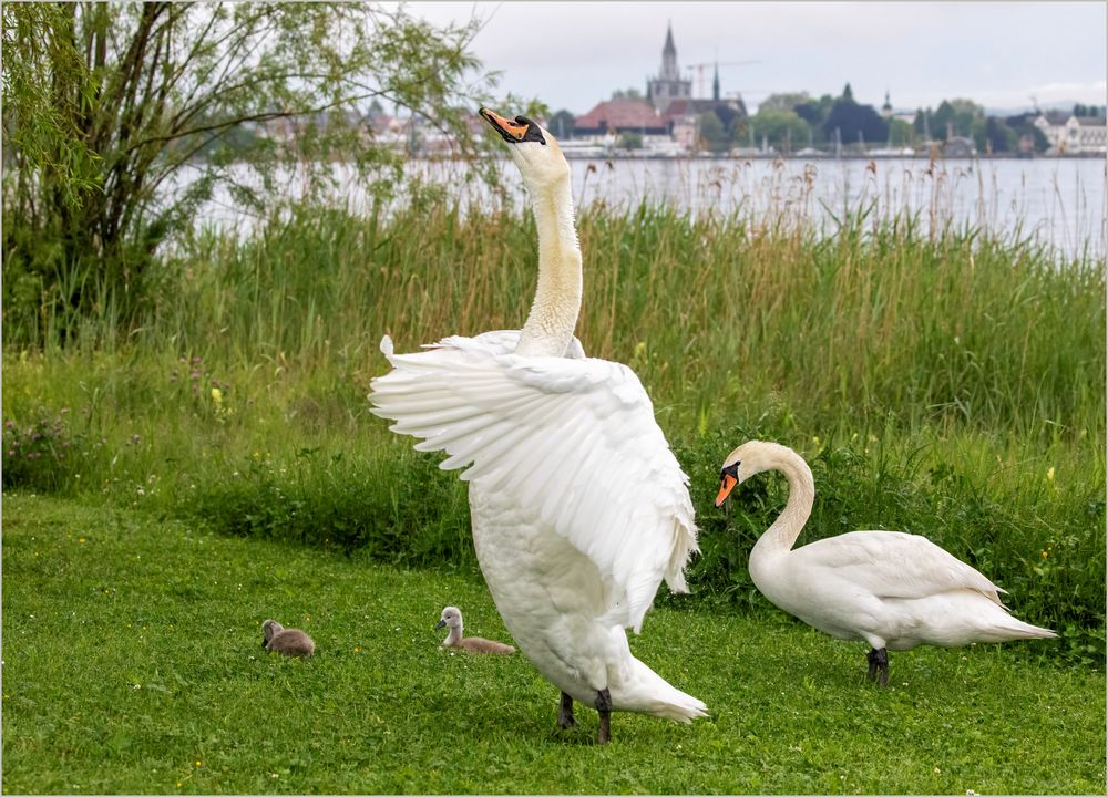 Schwanfamilie