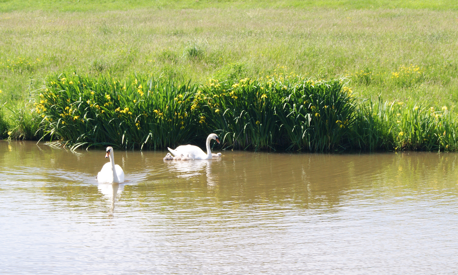 Schwanfamilie