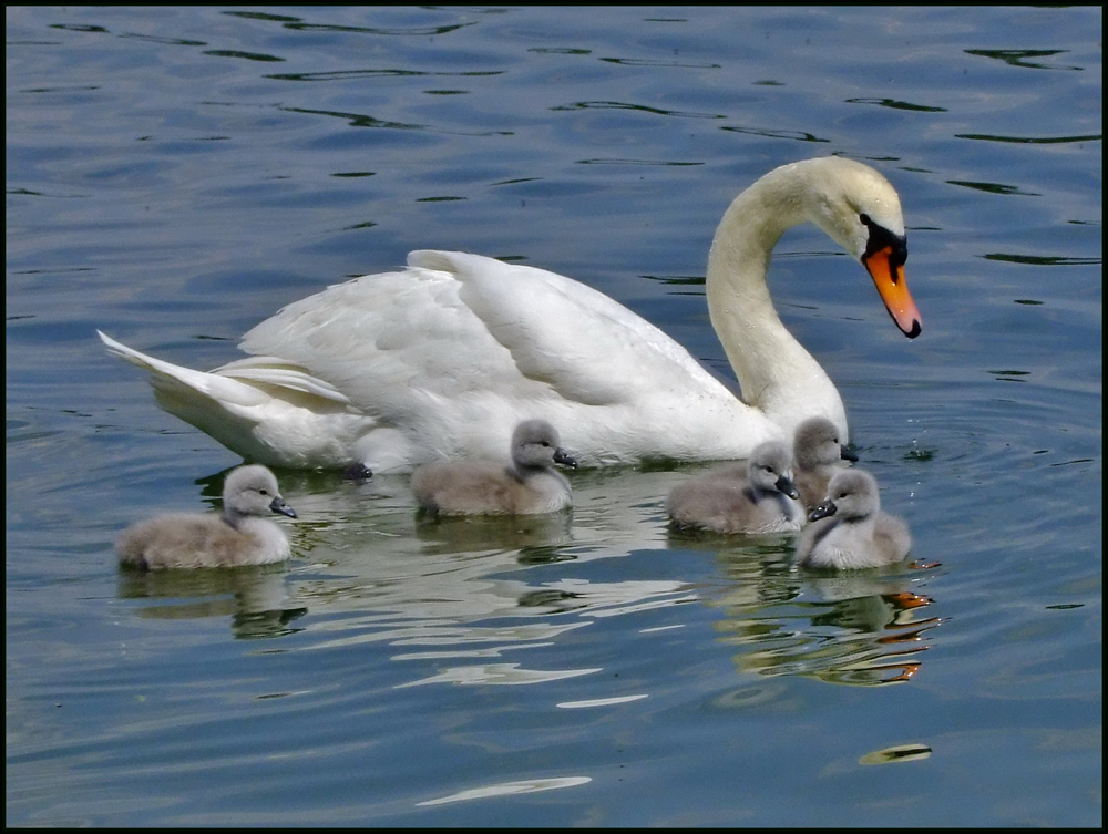 Schwanfamilie