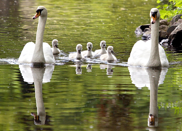 Schwanfamilie