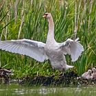 SCHWANFAMILIE am Obermoser See