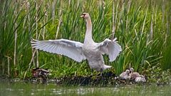 SCHWANFAMILIE am Obermoser See