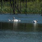 Schwanfamilie auf dem Wolkenberger Weiher