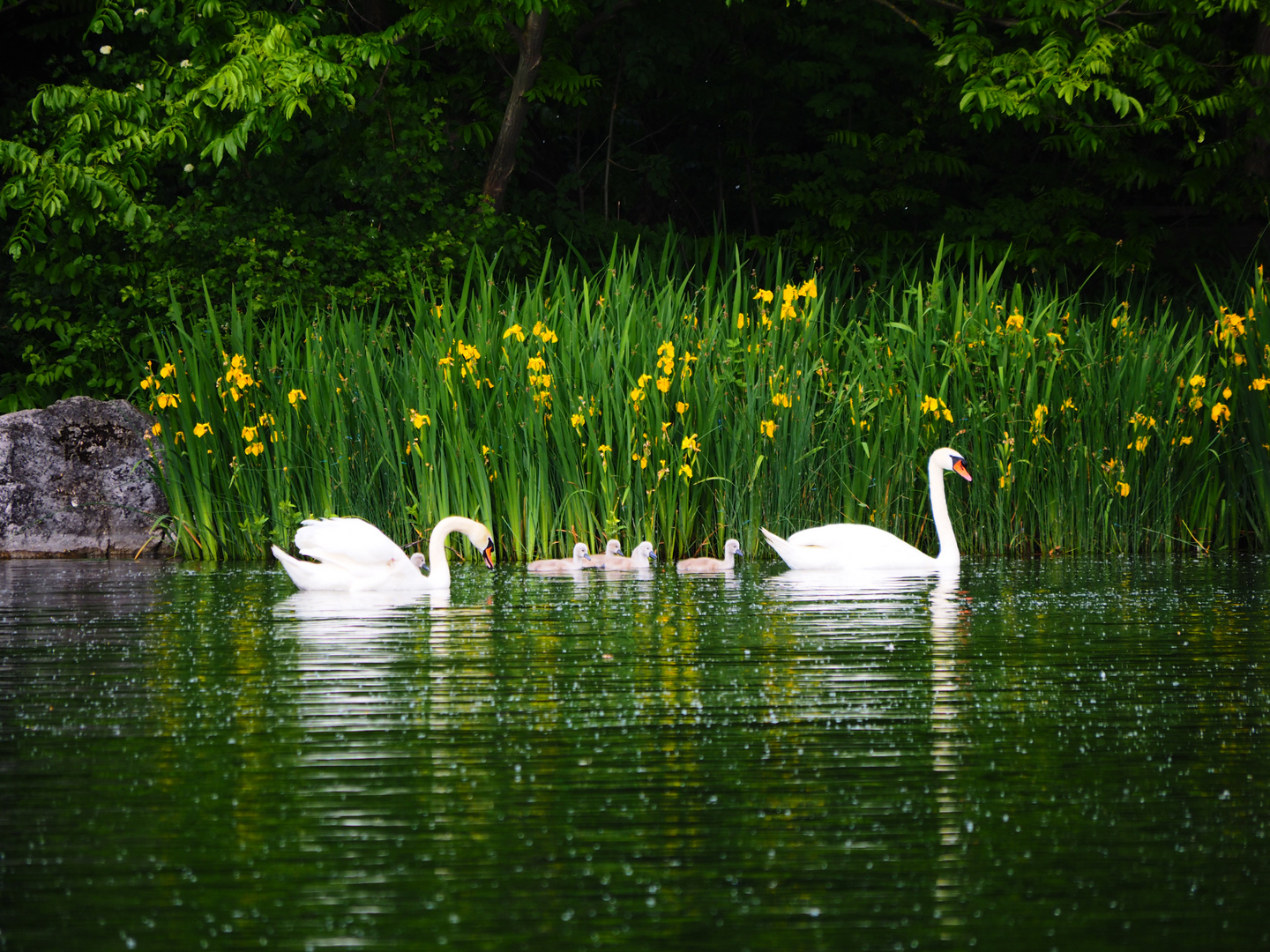 Schwanfamilie, Ausflug im Ostpark