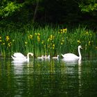 Schwanfamilie, Ausflug im Ostpark