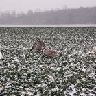 Schwanfamilie bei der Futtersuche