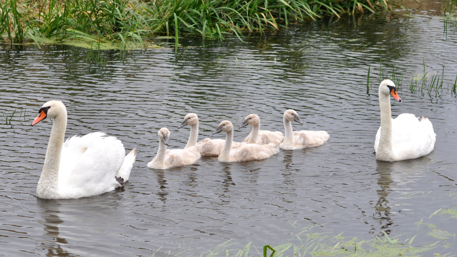 Schwanfamilie