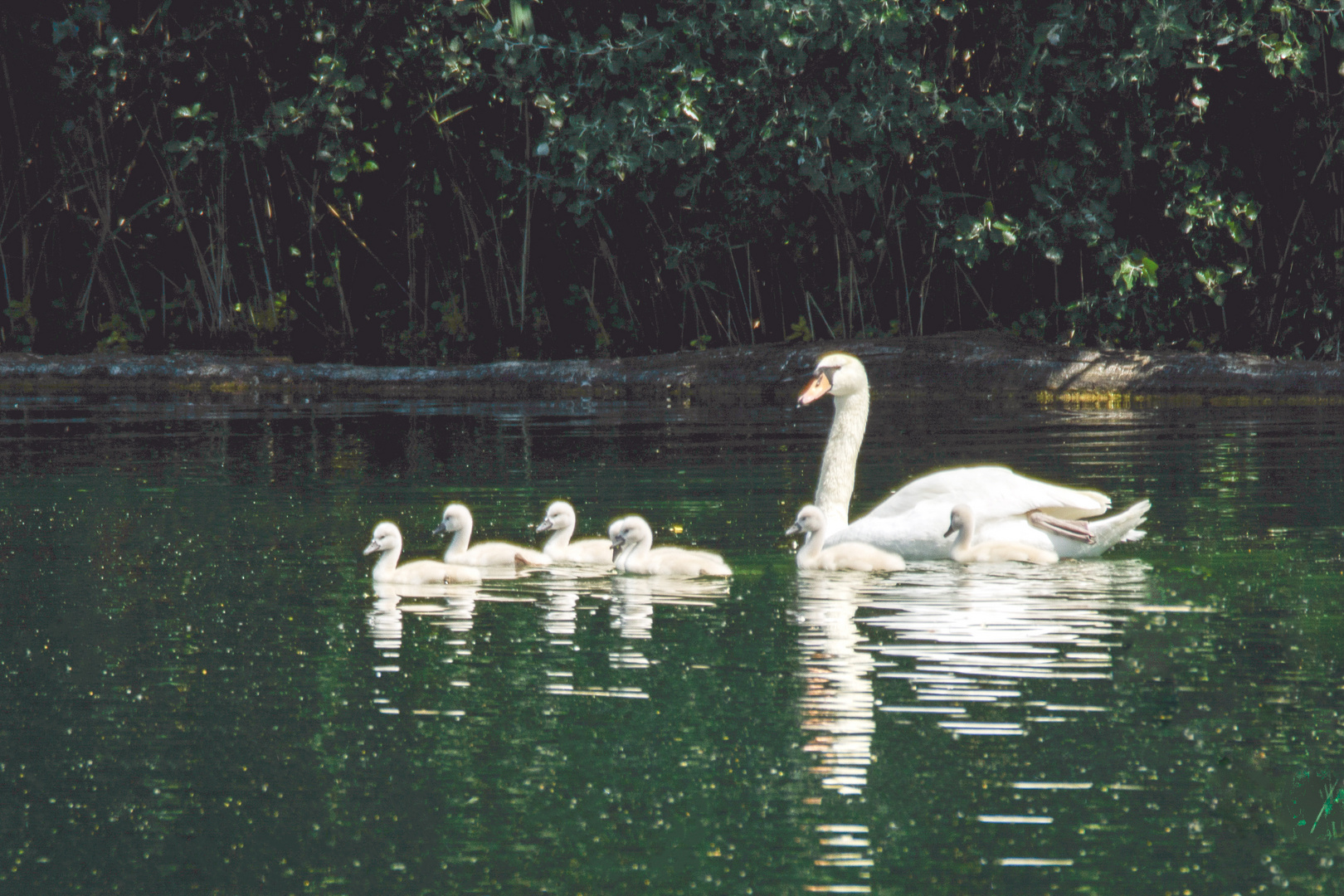 Schwanfamilie