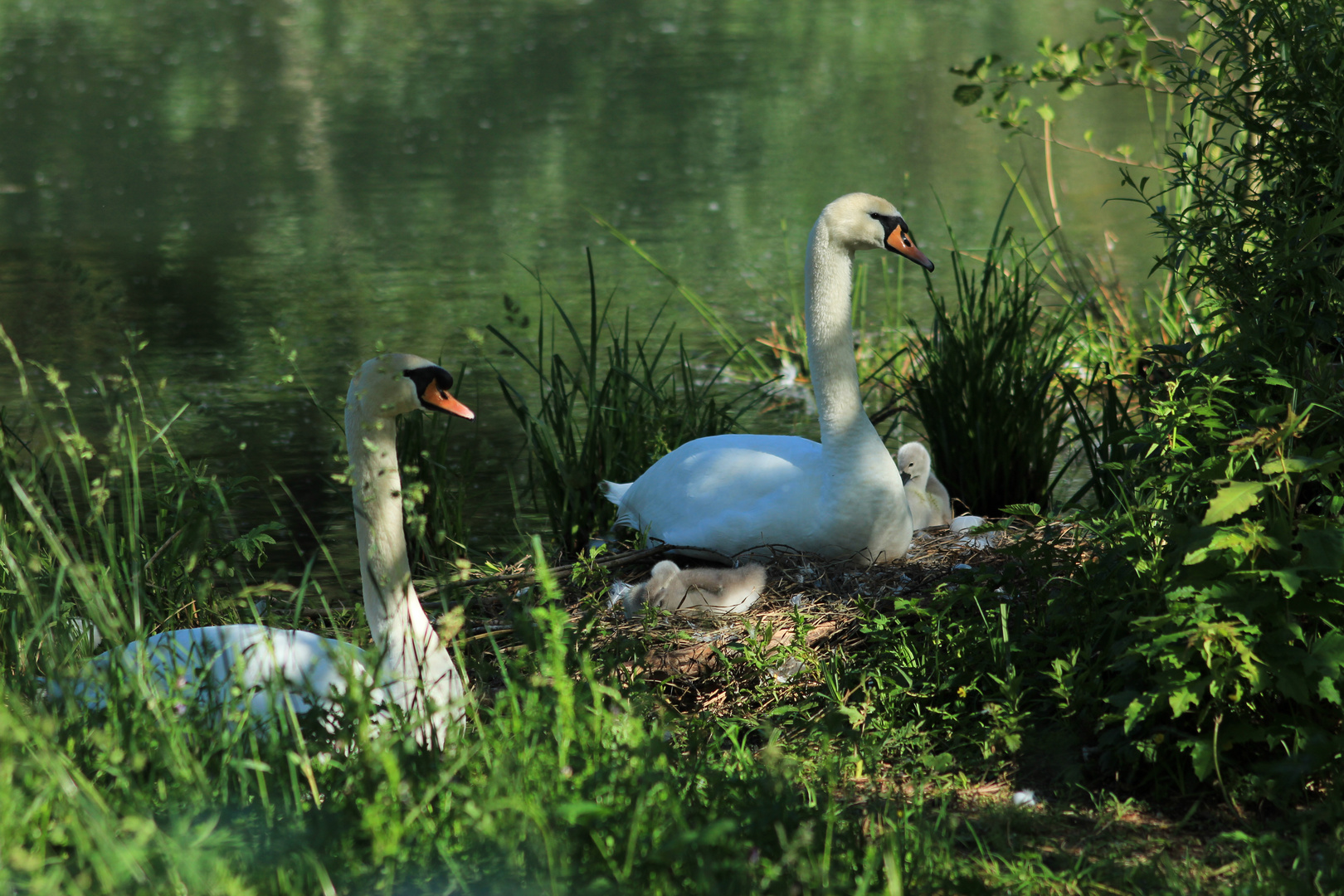 Schwanfamilie