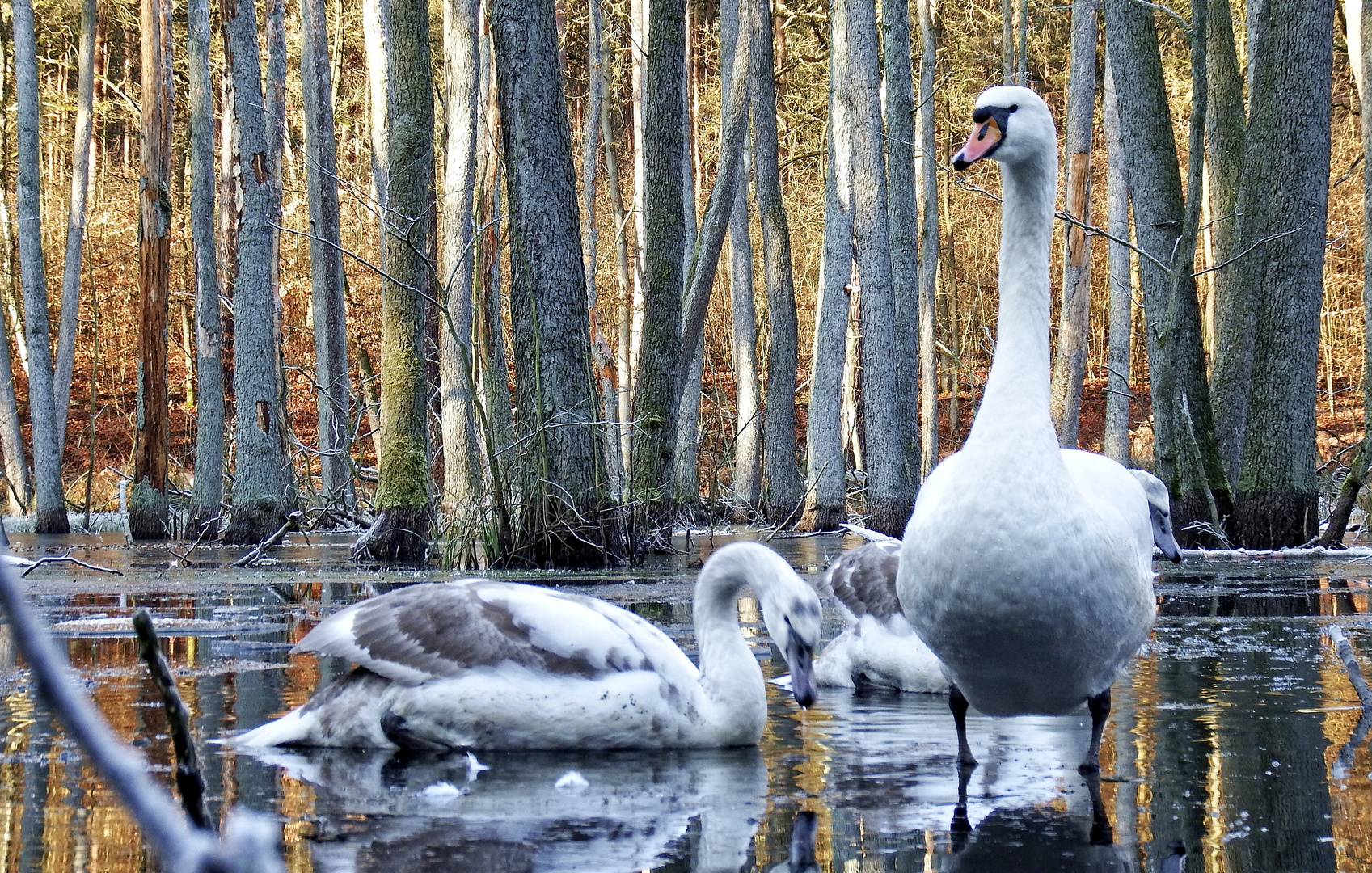 Schwanfamilie im Briesetal