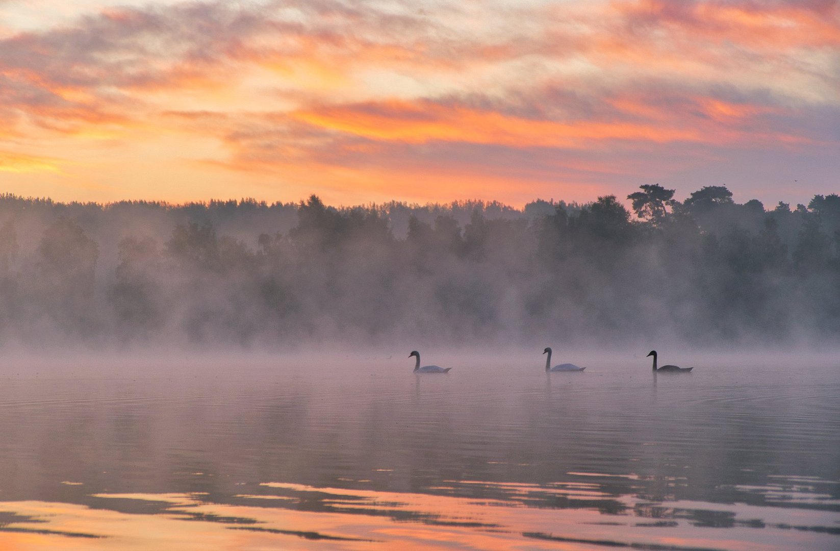 Schwanfamilie im dampfenden See im Morgengrauen